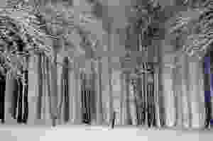 Snow on Trees in Winter Woods
