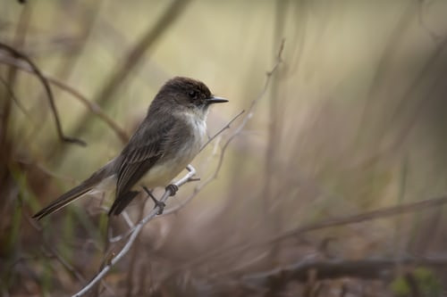 Bird - Phoebe - Backyard
