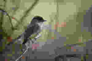 Bird - Phoebe - Backyard