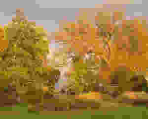 Willow, Tree, Arnie Brodie