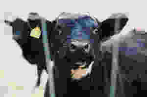 Cow