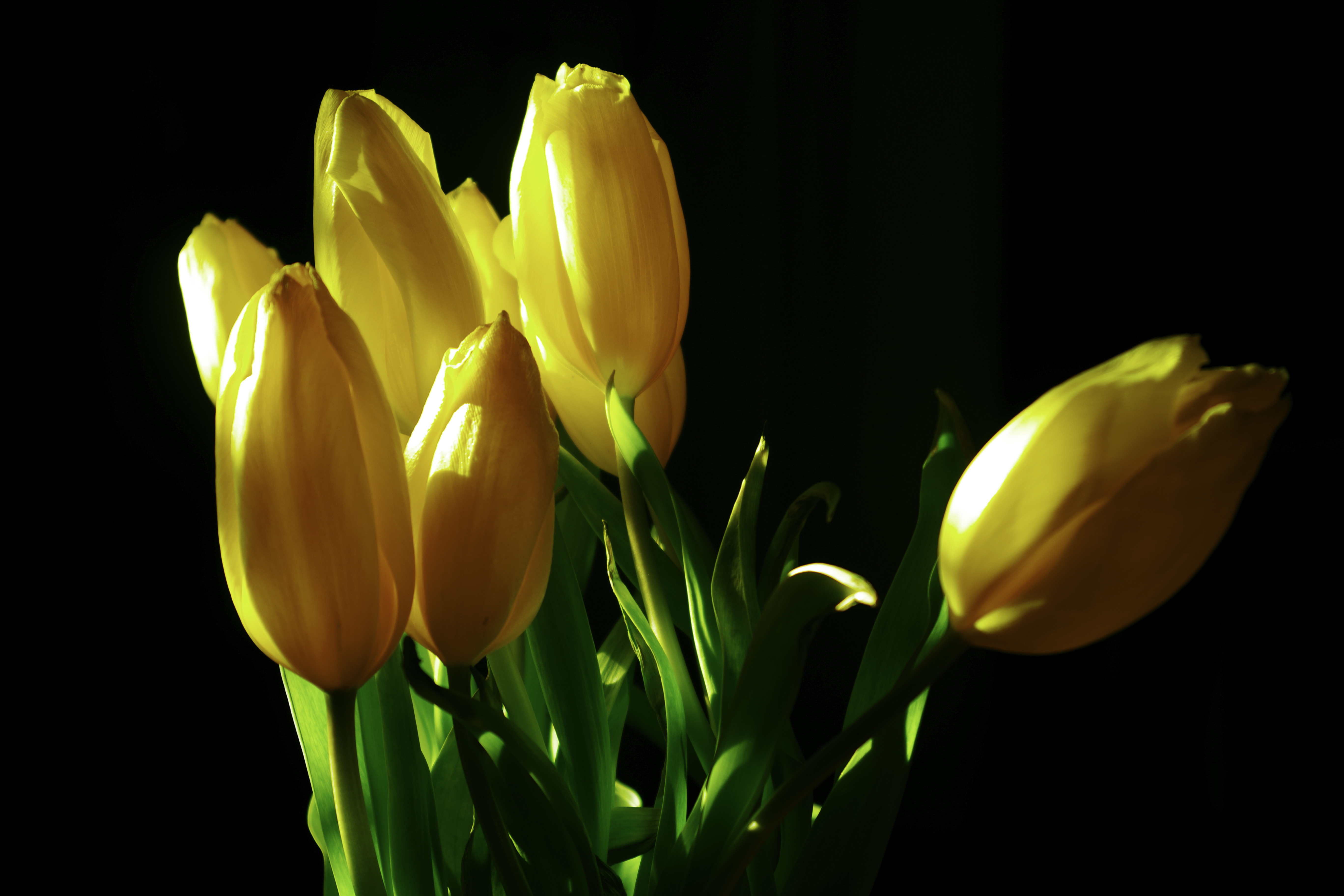 Tulips