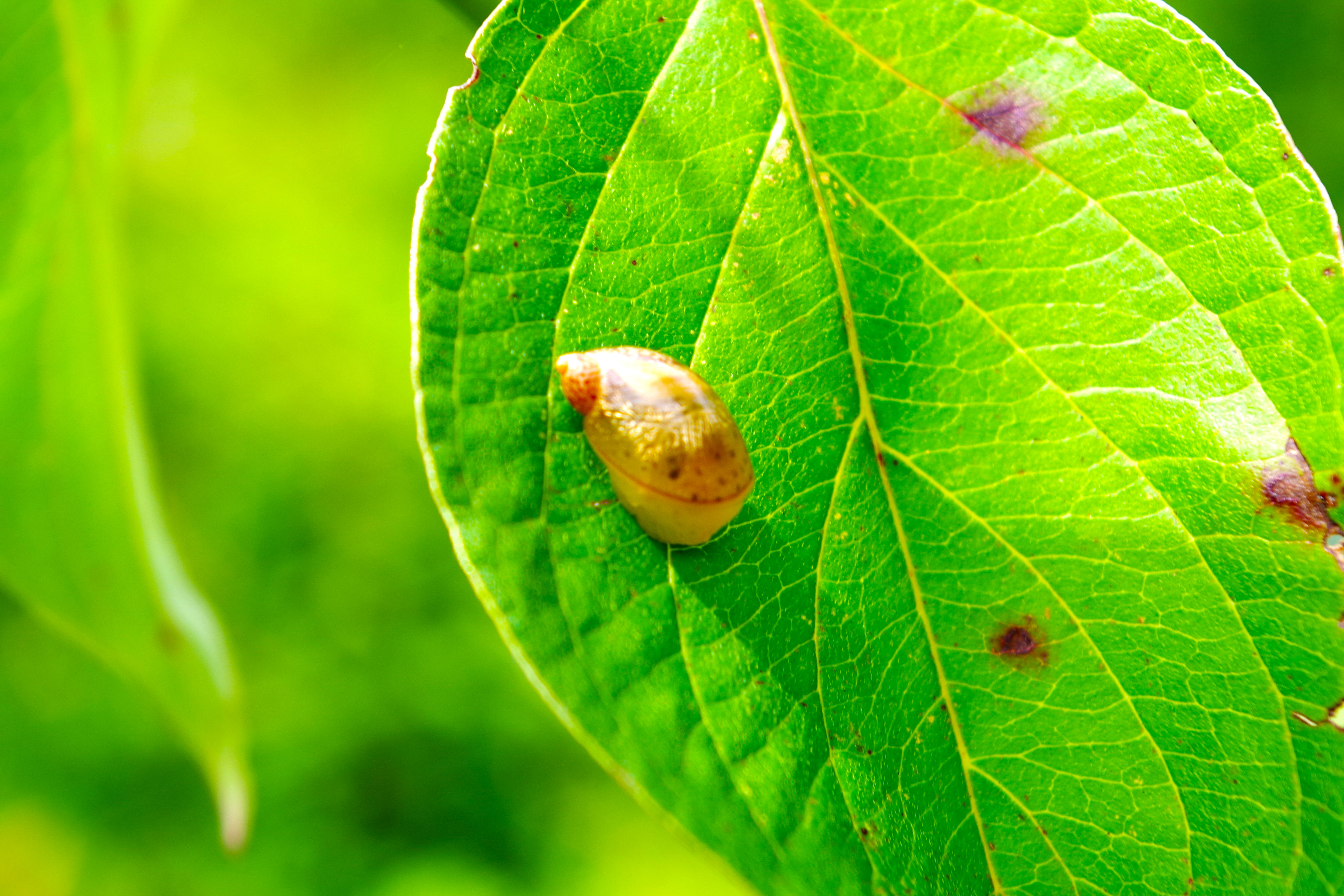River Snail