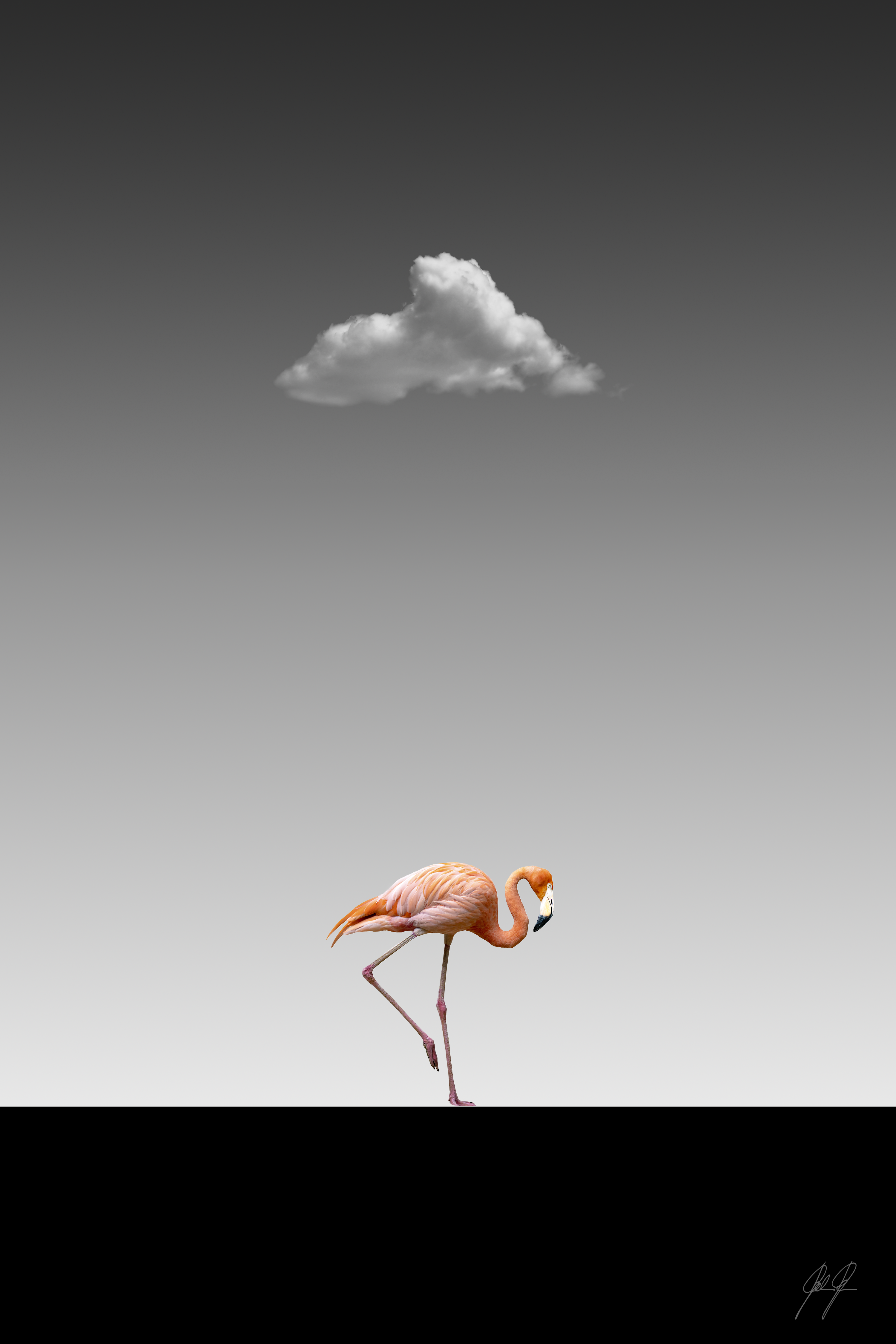 FLAMINGO CATWALK