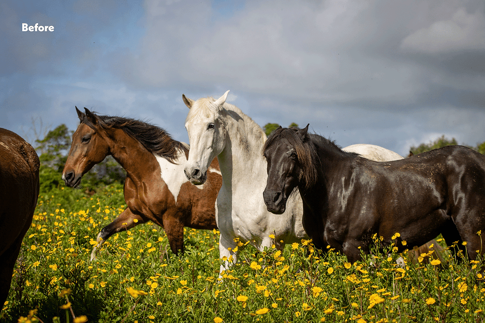 Thumbnail: DOMINANCE PRESETS FOR LUMINAR NEO