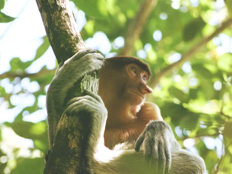 Próxima viagem ecológica na Amazônia anunciada