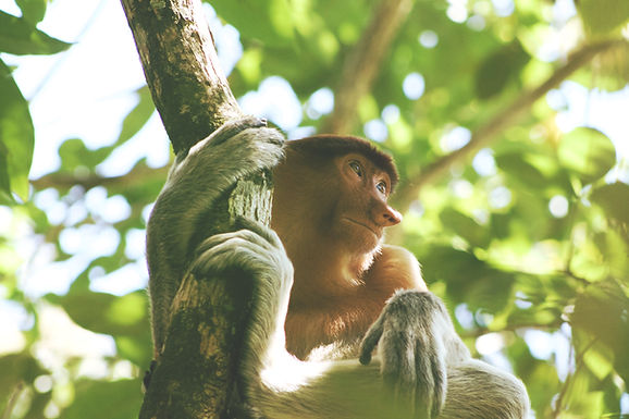 NEXT AMAZON ECOLOGICAL TRIP ANNOUNCED!
