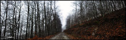 Foggy 5th Real