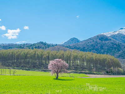 北海道 富良野 上御料の一本桜
