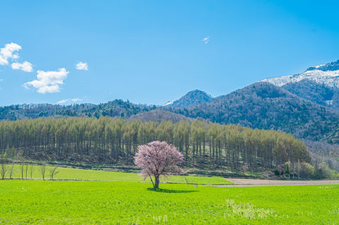 北海道　富良野　上御料の一本桜
