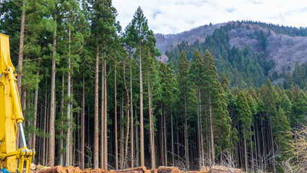 杉の木の伐採