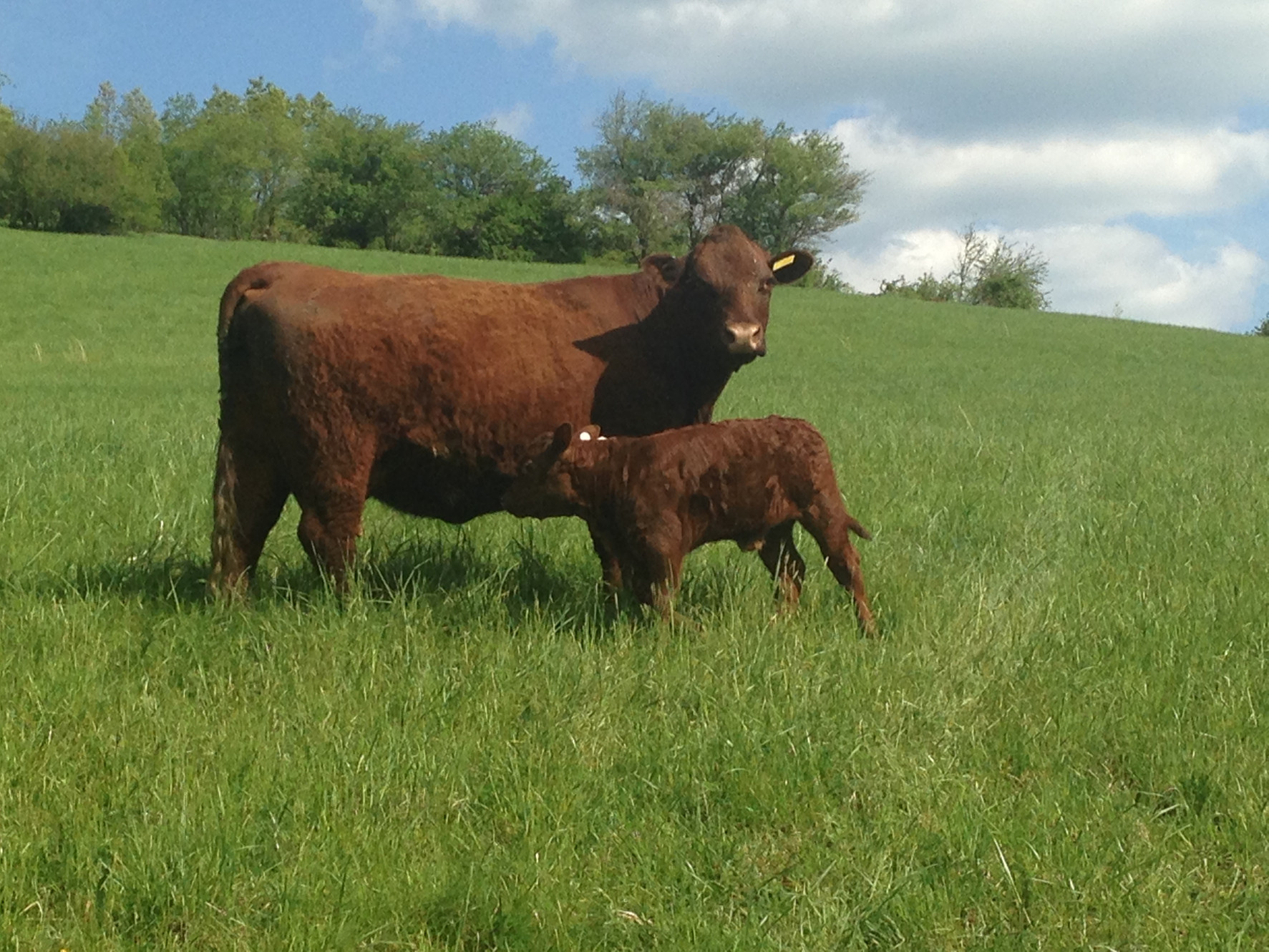buy grass fed beef, cuts of beef for sale