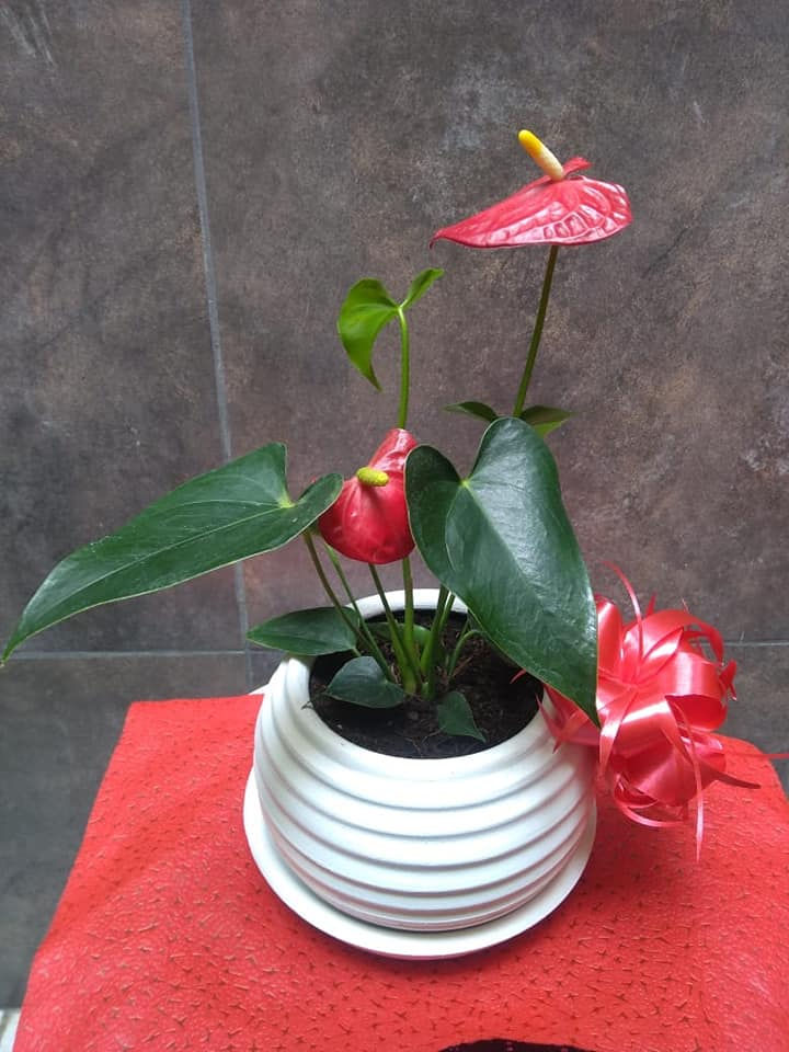 Miniatura: Anturio con Maceta