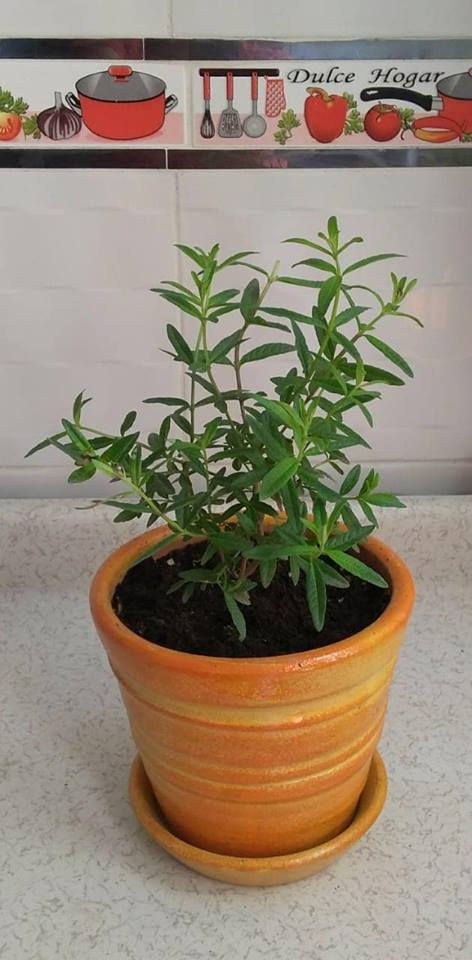 Miniatura: Plantas Aromáticas