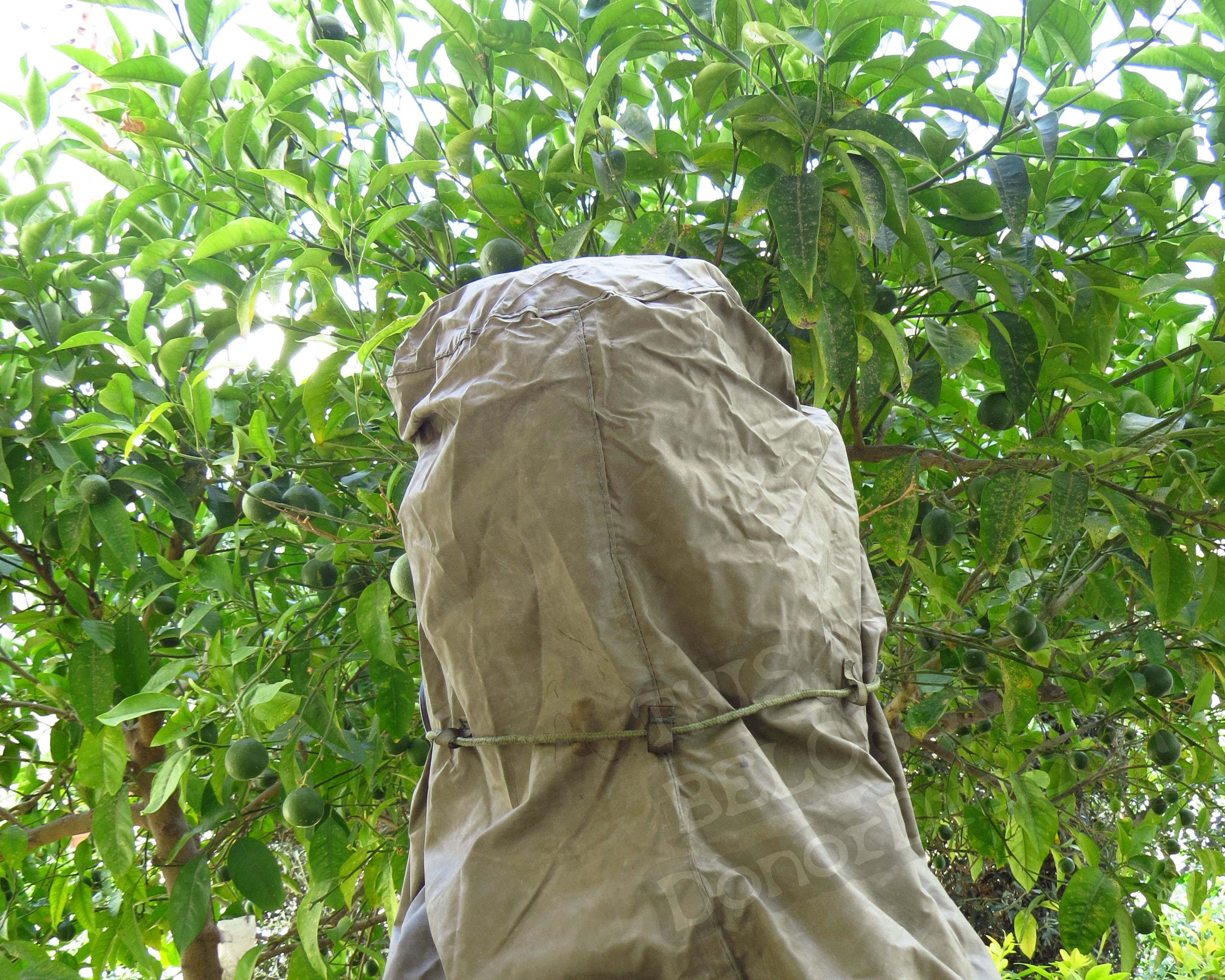 Posterior View of the Mask