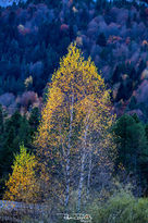 l_nd_scap3s (3)-min.jpg