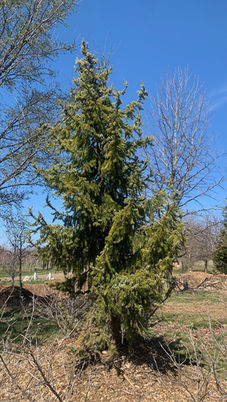 Serbian Spruce