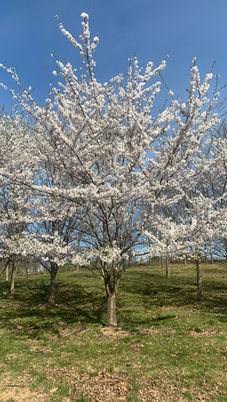 White Cherry Good.JPG