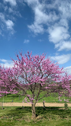 Large Redbud spring 1.JPG