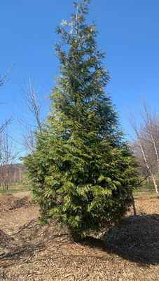 Green Giant Arborvitae
