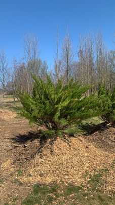 Seagreen Juniper.JPG