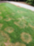 Sorensen Outdoor Services Fungicide