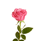 Rose rose UCDL.png