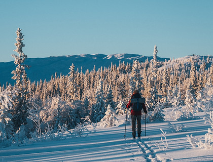 Vinterfjäll, turskidor