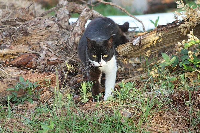 Low Cost Spay Neuter For Unowned Cats | CatNappers | About Us