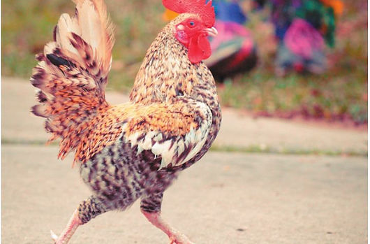 Why Are These People Chasing a Chicken_.jfif