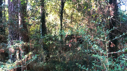 Before land cleaning.