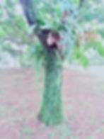lone tree