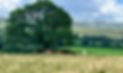Sussex herd under shade of oak tree at Springwood Sanctuary.jpeg