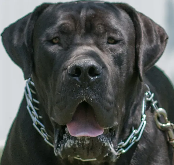 black south african boerboel breeders