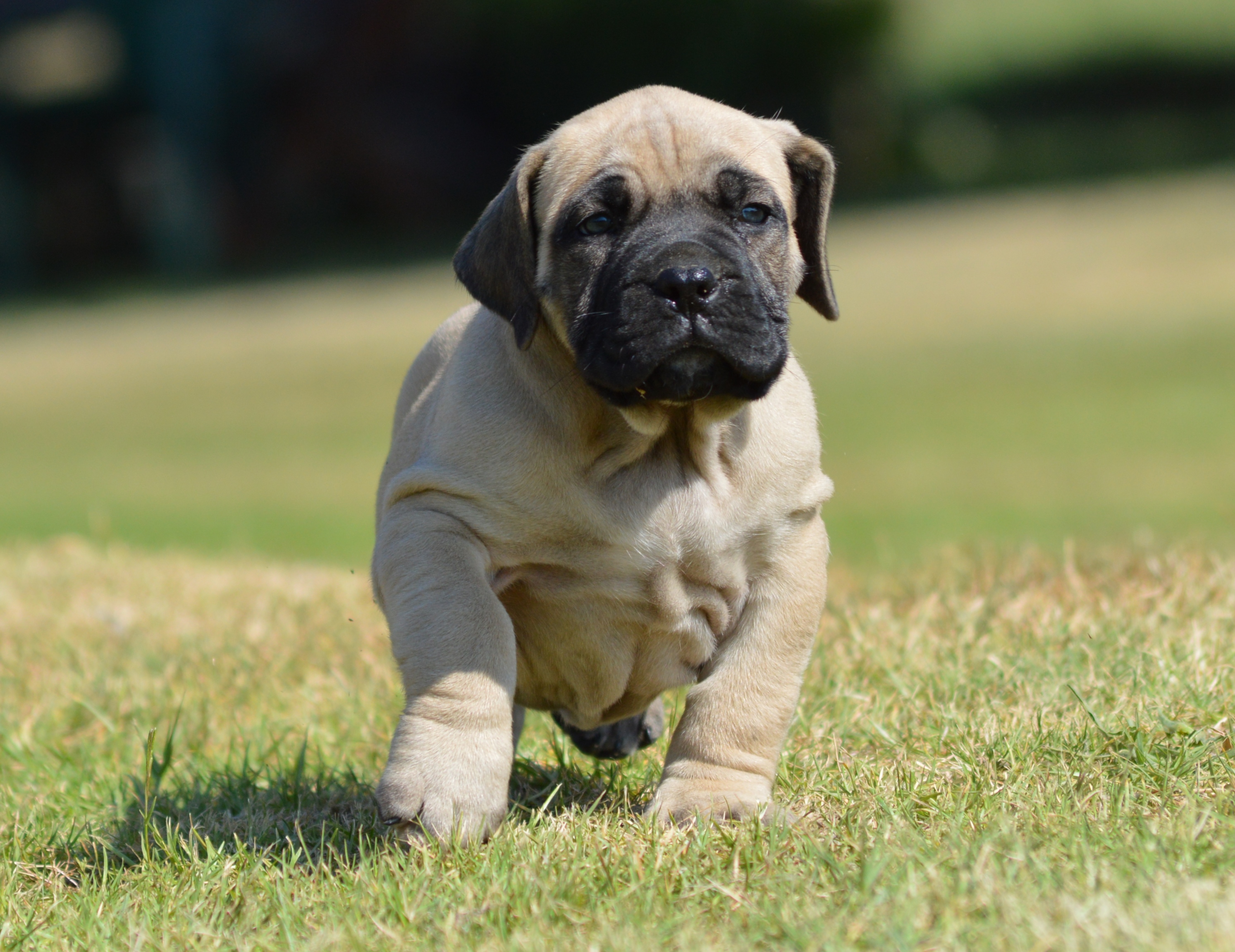irish marked boerboel