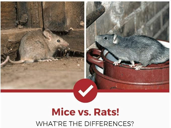 Thumbnail: No Way Out Rat & Mouse Glue Traps – 2 Pack