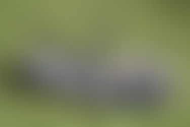 ça a bien cramé dis donc !