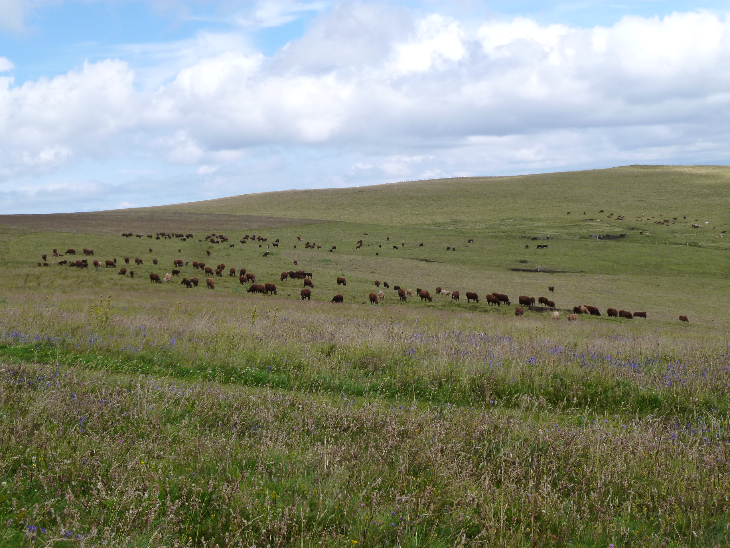 cantal