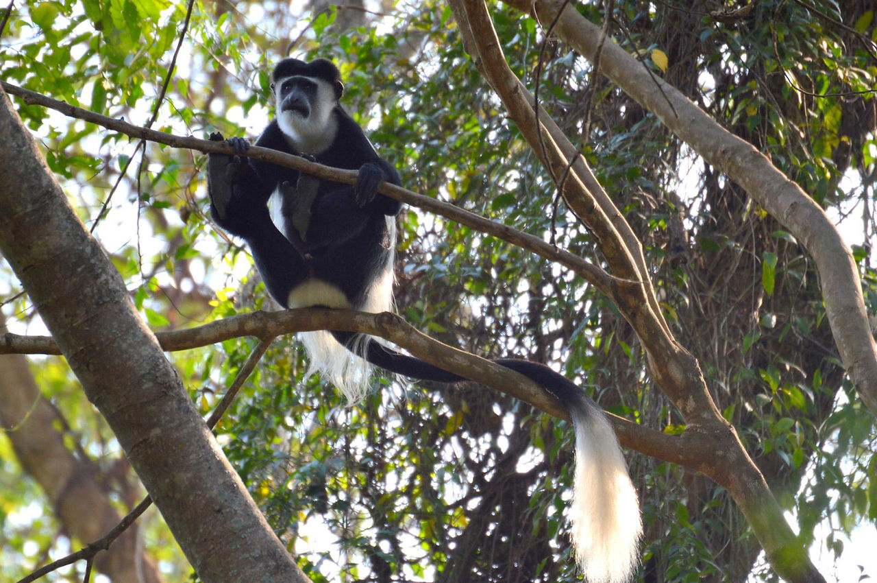 Rencontre avec un singe