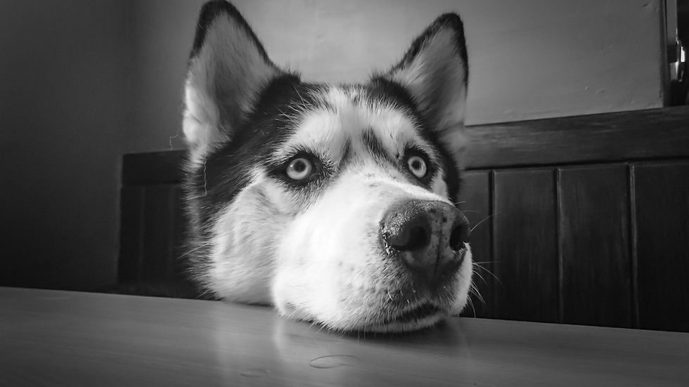 Dog