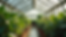 Eye-level view of a spacious custom greenhouse filled with thriving plants and natural light