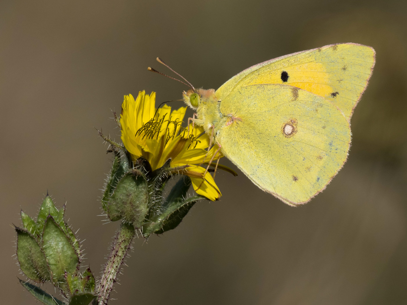 Clouded Yellow