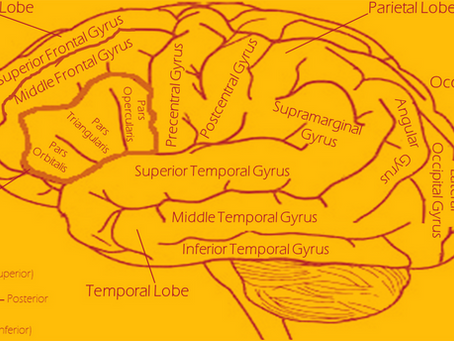Associations libres autour de la notion de la responsabilité : neuro-sciences, bio-politique & psychanalyse- Partie 2