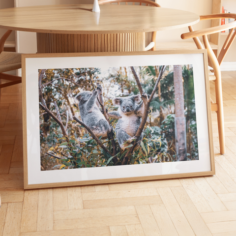A stunning Australian wildlife photography print featuring a koala perched in a tree, gazing directly at the camera. This high-quality nature wall art captures the beauty of Australia’s iconic animal, making it perfect for wildlife lovers, nursery decor, and modern home styling. Available framed in oak, black, or white, or as a print-only option, this coastal-inspired artwork suits beach houses, nature-themed interiors, and animal photography enthusiasts looking for unique framed wall art.