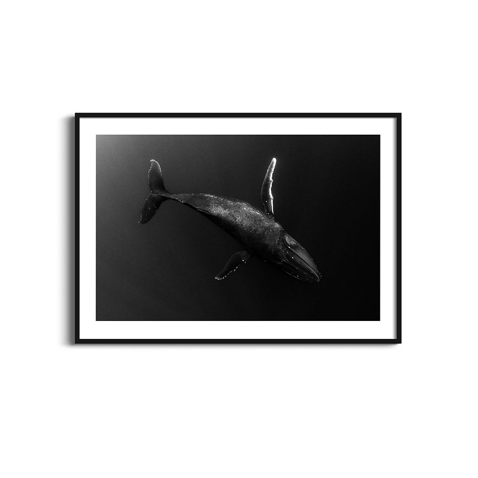 Framed Humpback Whale Photography