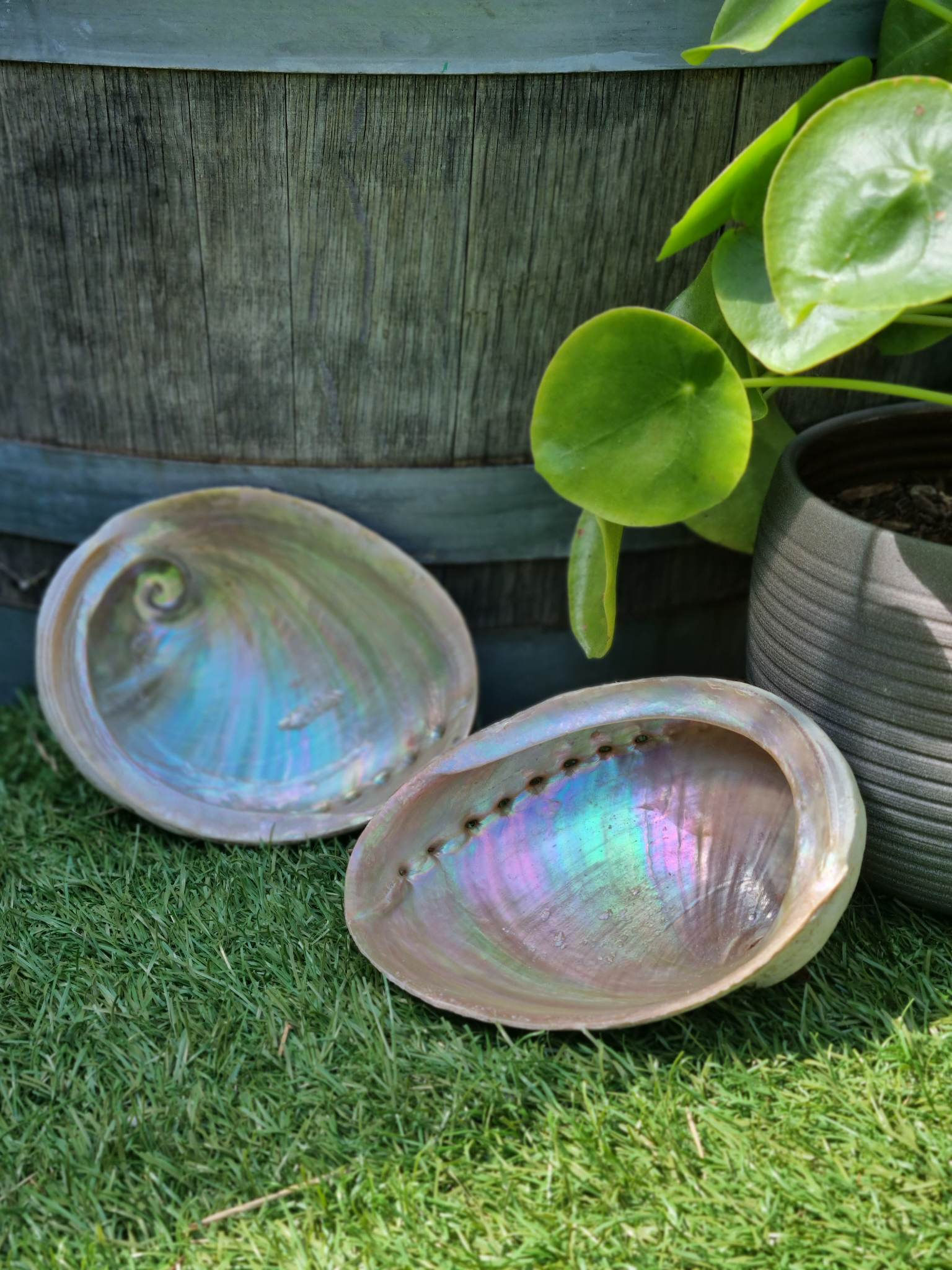 Abalone Shell