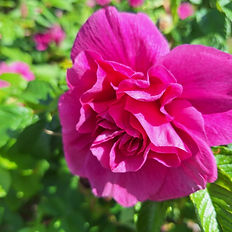 Rose essential oil is commonly made through the steam distillation of freshly picked rose petals