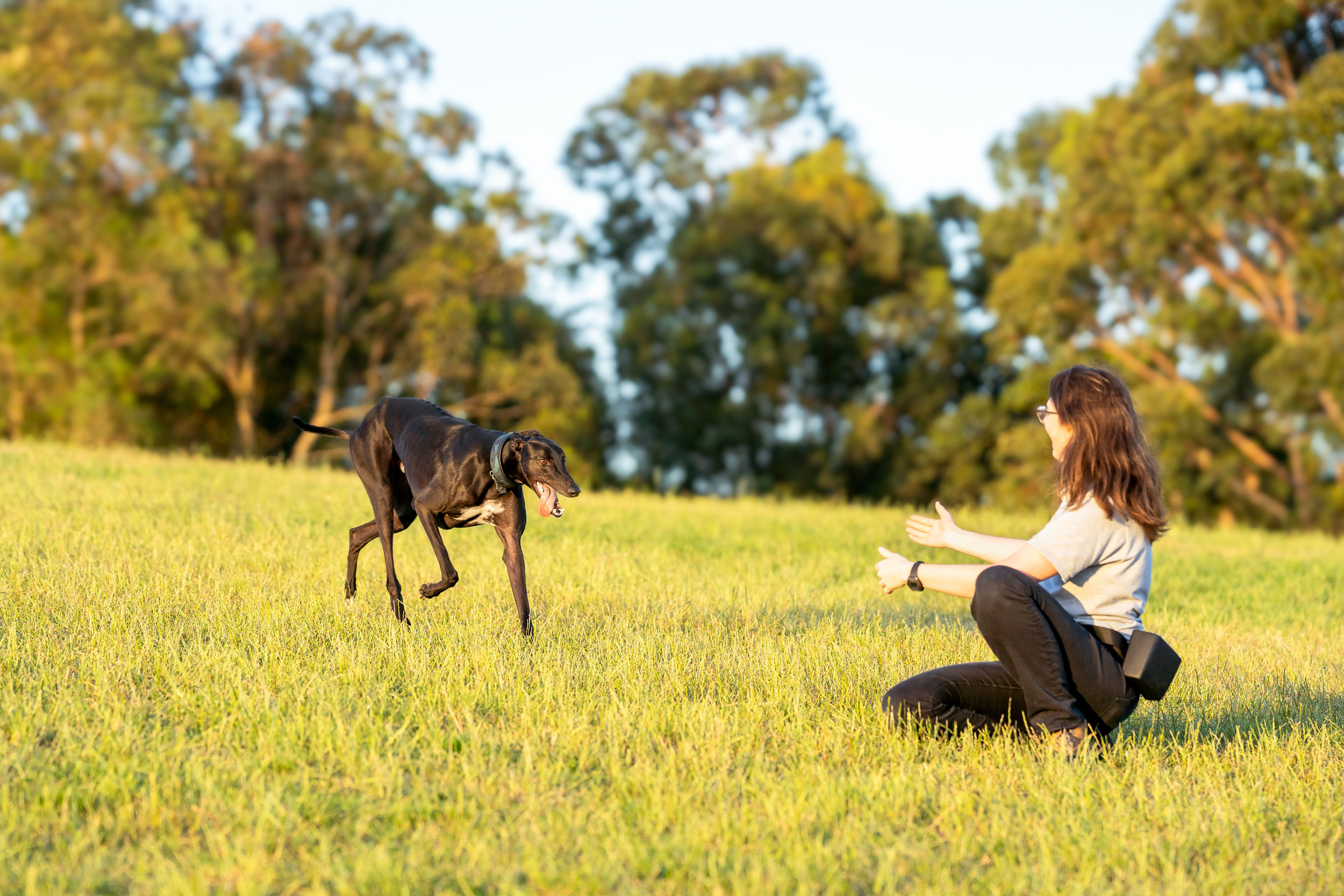 Sydney Dog Training Understanding Canine Australia