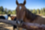 Horse resting their head on a fence