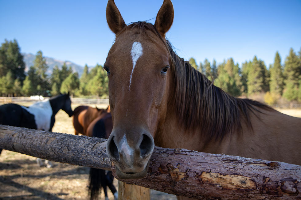 Horse resting their head on a fence